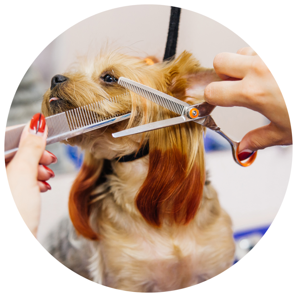 Small tan dog getting hair on face clipped at the groomers