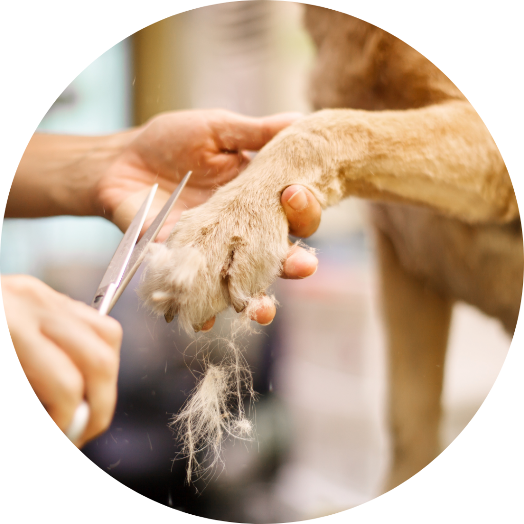 Close up of tan dog getting paw groomed with scissors