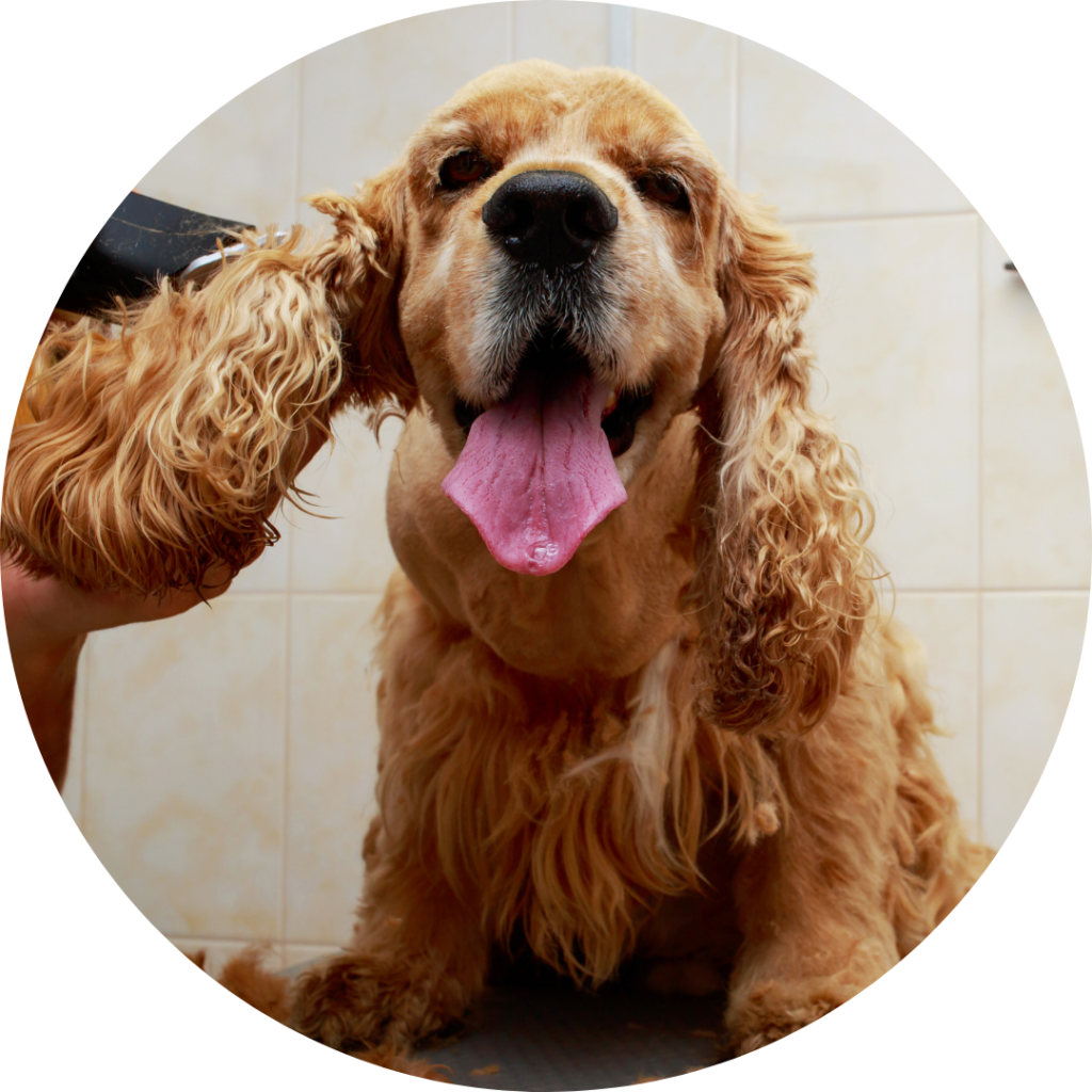 Tan cocker spaniel sitting on table getting haircut by groomer